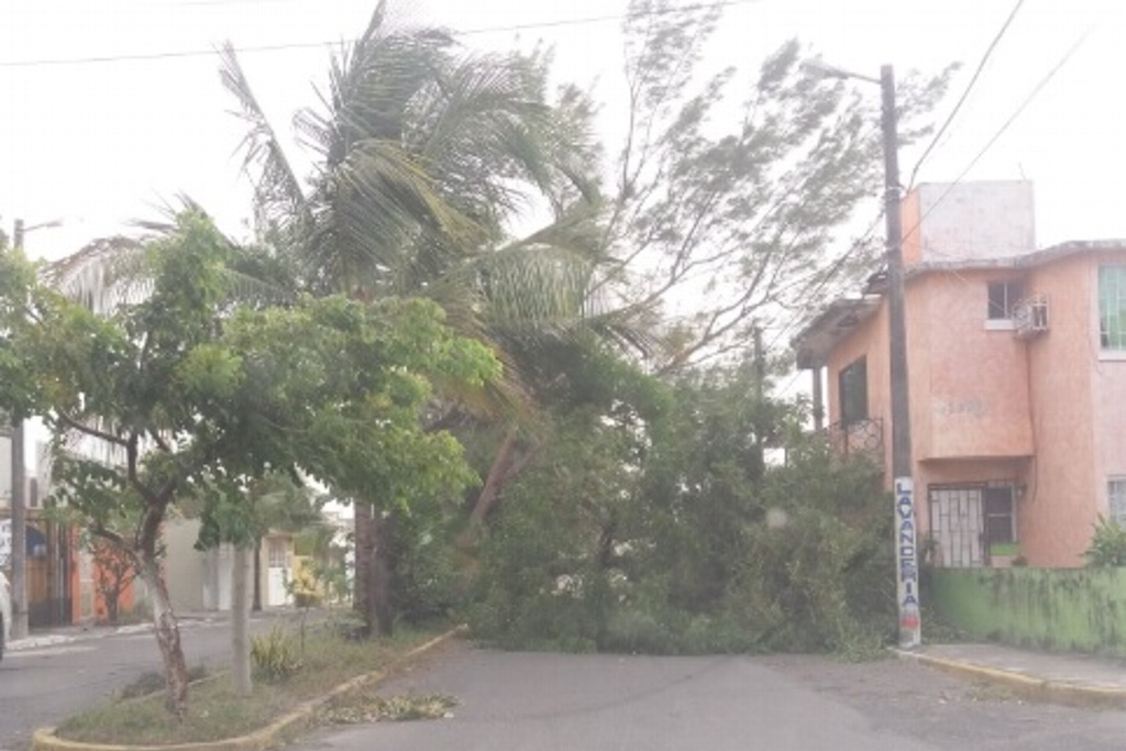 Imagen Viento del norte derriba árboles, palmeras, luminarias y daña un auto en Veracruz, reporta Protección Civil