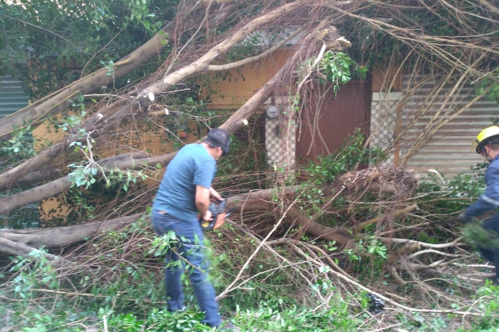 Imagen Cae un árbol en el Centro Histórico de Veracruz (+fotos)