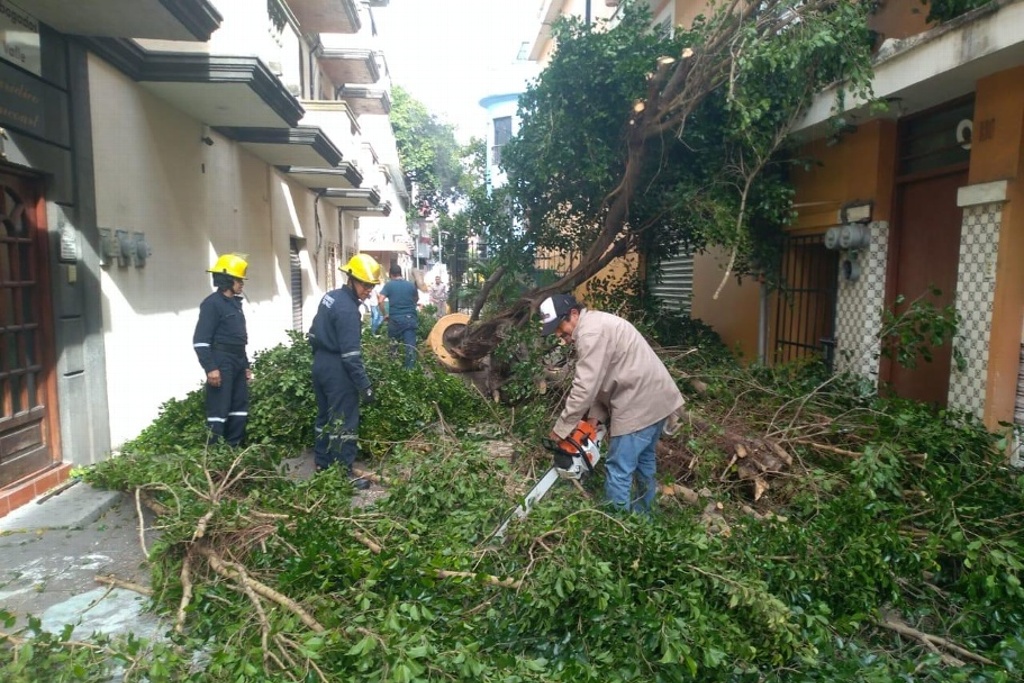 Imagen Suman 53 árboles caídos por evento de norte en Veracruz: PC