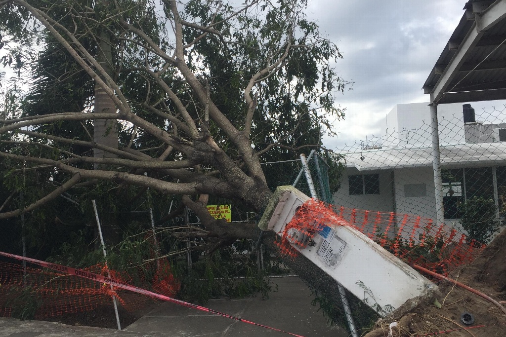 Imagen Guardería “Boqueñitos” en Las Vegas, es afectada por árbol caído en plena entrada