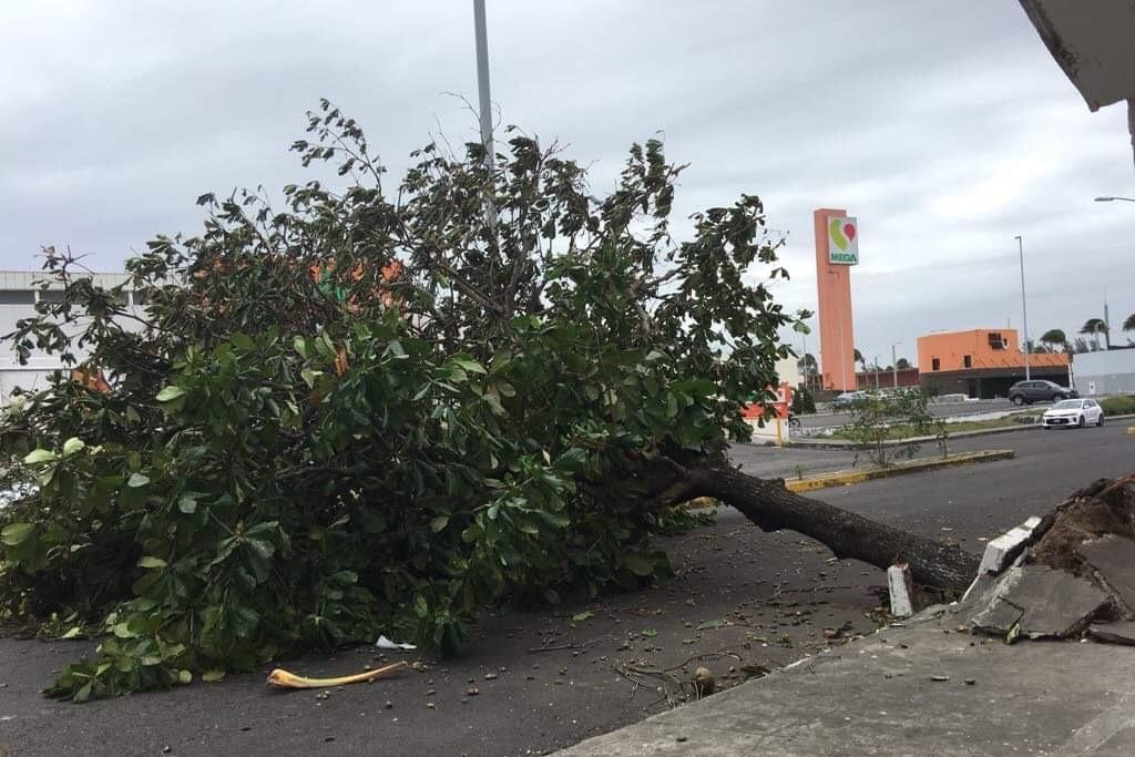 Imagen Cae árbol frente a supermercado en Boca del Río