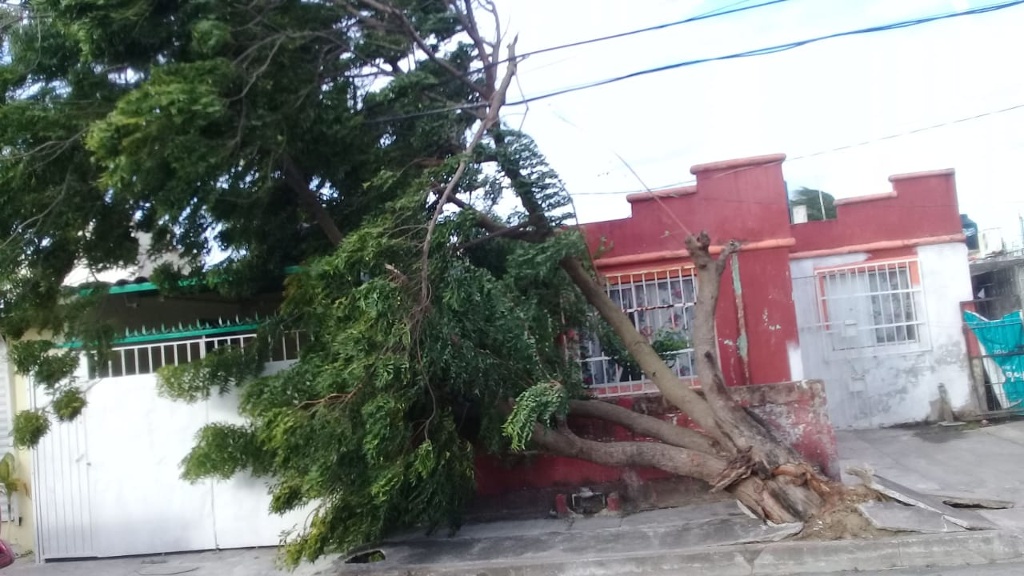 Imagen Árboles y anuncios caídos, principales reportes por viento en Boca del Río: PC  