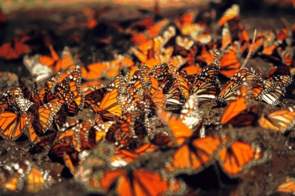 Imagen Por muro demolerán parte de santuario de mariposas en Texas