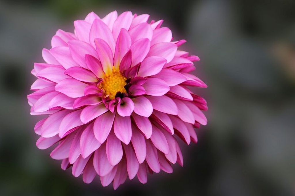 Imagen Dalia, una flor mexicana que adorna, alimenta y cura