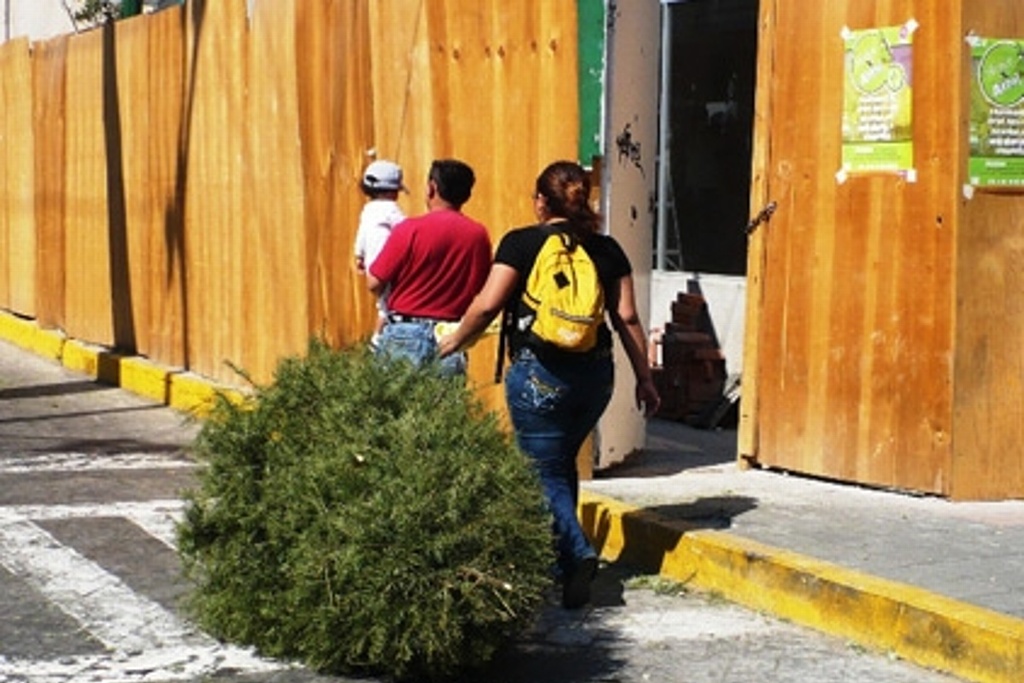 Imagen Centro de acopio para árboles de Navidad en Boca del Río, Veracruz 