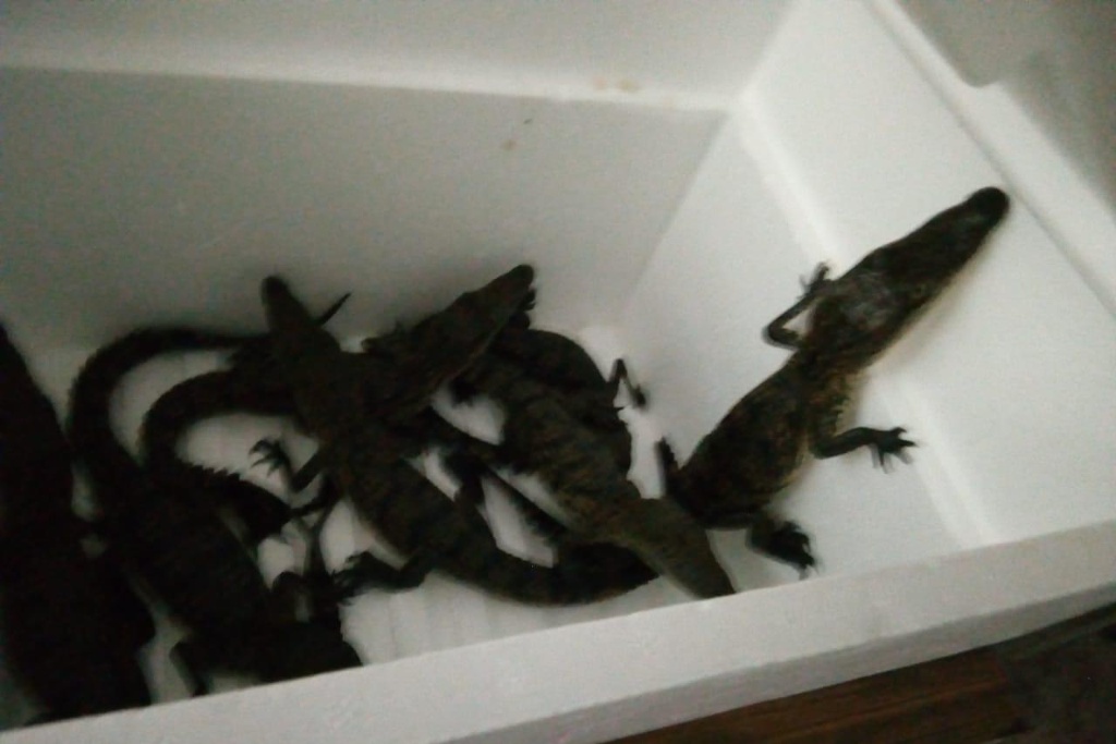 Imagen Policía Federal libera cinco especies de animales en Coatzacoalcos, Veracruz