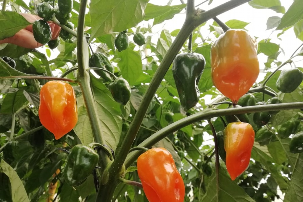 Imagen Chile habanero, el cultivo del futuro: Inifap