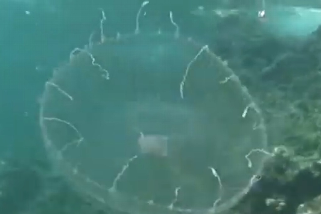 Imagen Científica de la UNAM descubre fármaco en medusas y anémonas para combatir el cáncer (+Vídeo)