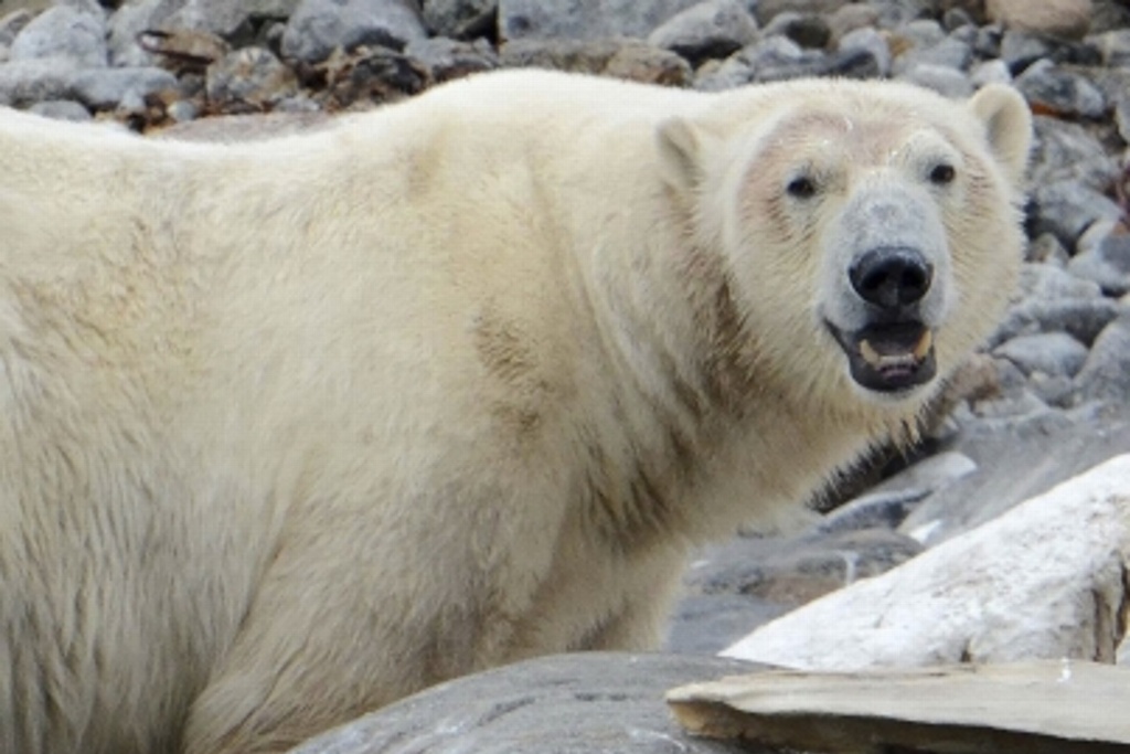 Imagen Declaran emergencia en poblado ruso por invasión de 52 osos polares