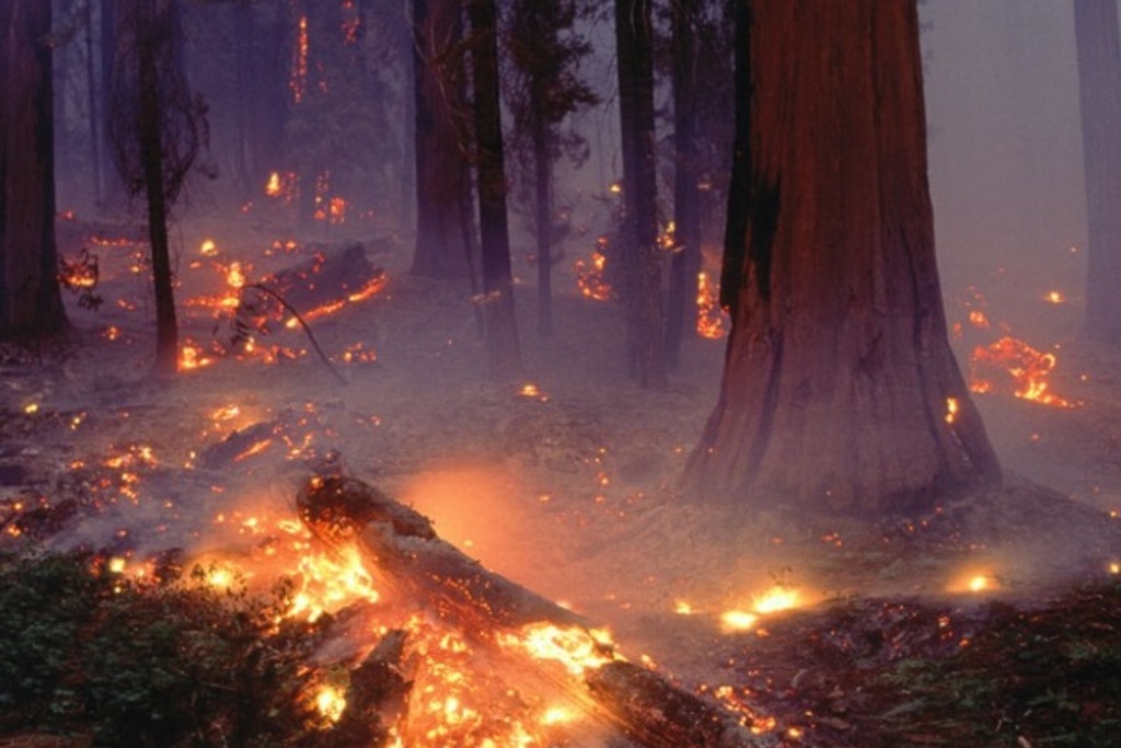 Imagen Desalojan a 3 mil personas por incendios forestales en Nueva Zelanda