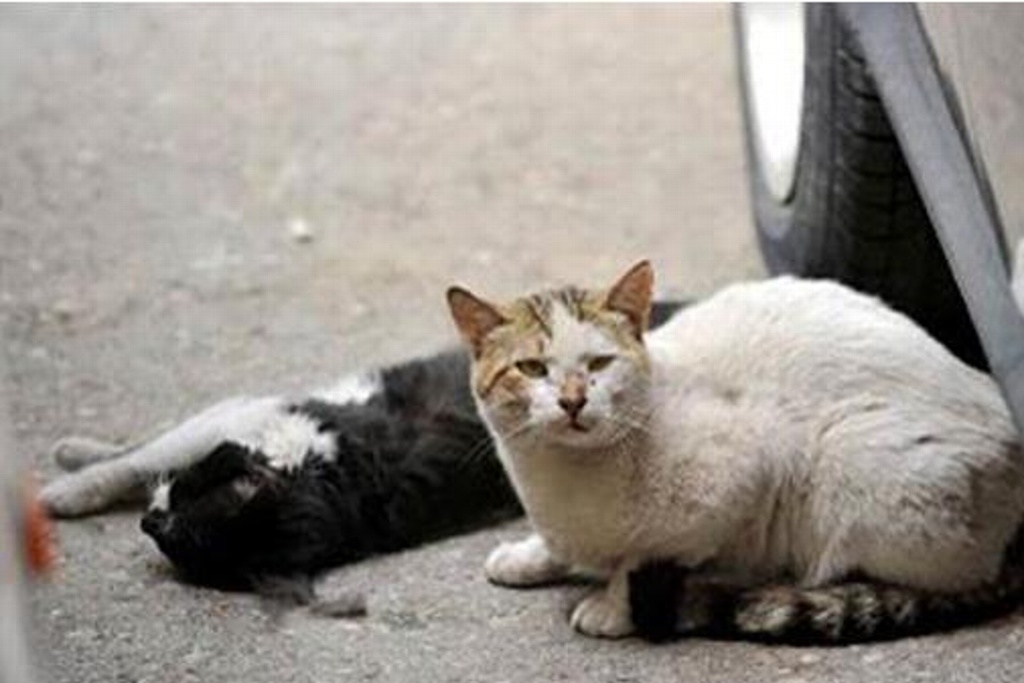 Imagen Atrapan a gatos que introducían droga a cárceles