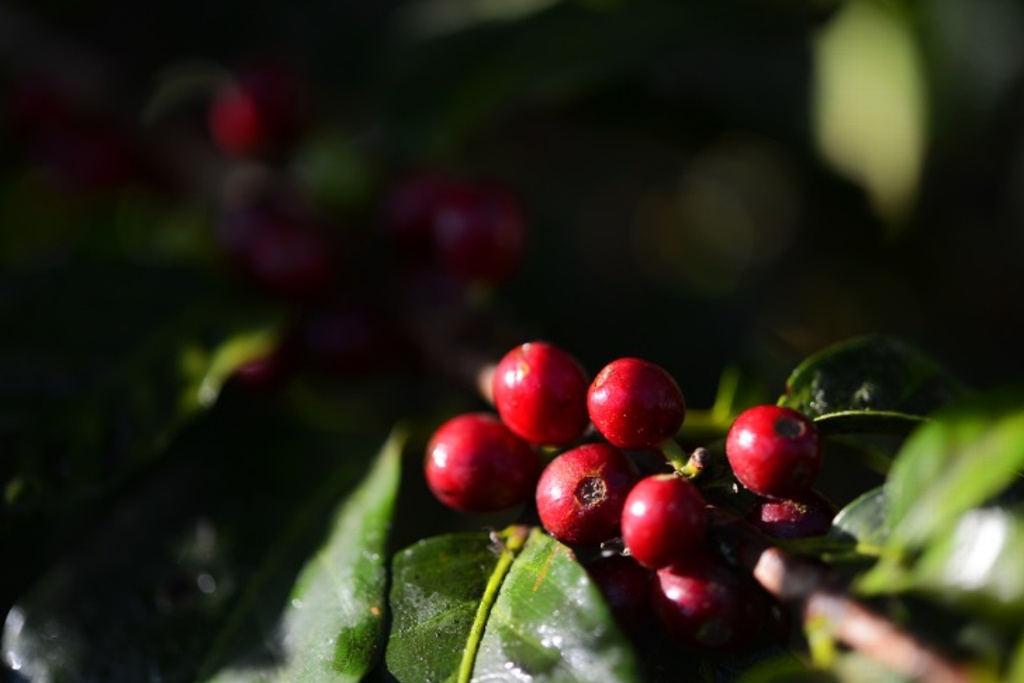 Imagen La roya sigue afectando cultivos de café: Coalición Nacional de Productores