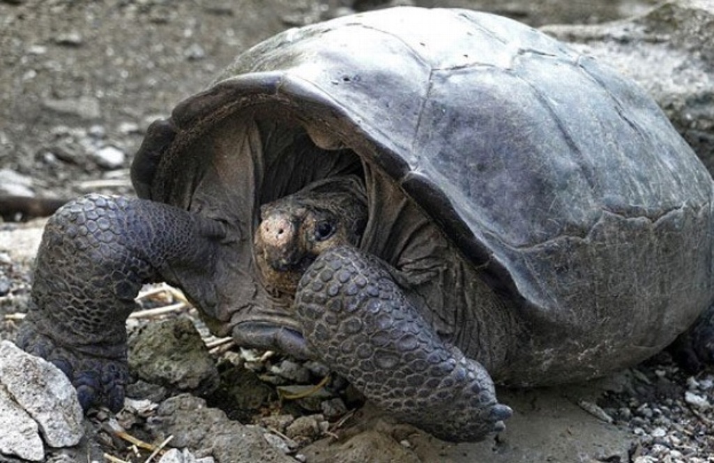 Imagen Hallan especie de tortuga que se creía extinta en Ecuador