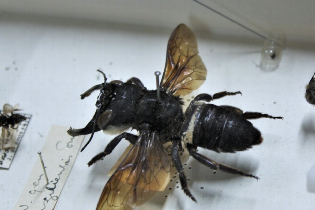 Imagen Redescubren la especie de abeja más grande del mundo en Indonesia