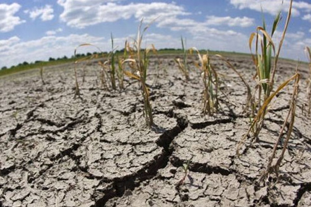 Imagen Enfrentan 69 municipios de Veracruz efectos de la sequía: Conagua