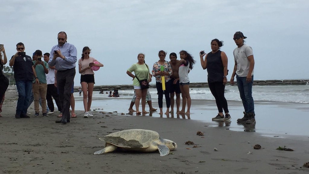 Imagen Después de dos intentos, tortuga logra desovar en playa de Boca del Río (VIDEO)