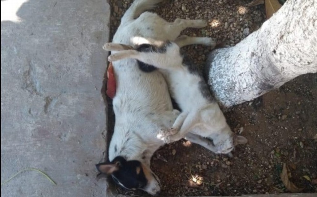 Imagen Envenenan a decenas de perros y gatos en Oluta, Veracruz 