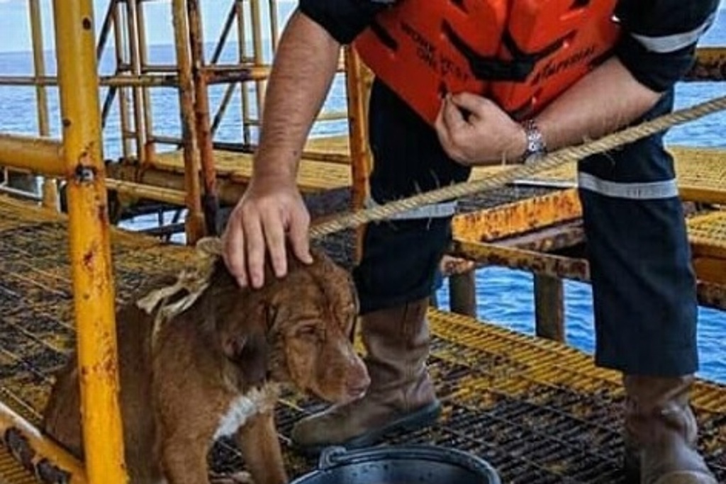 Imagen Rescatan a perro en alta mar a 217 kilómetros de las costas de Tailandia (+fotos)