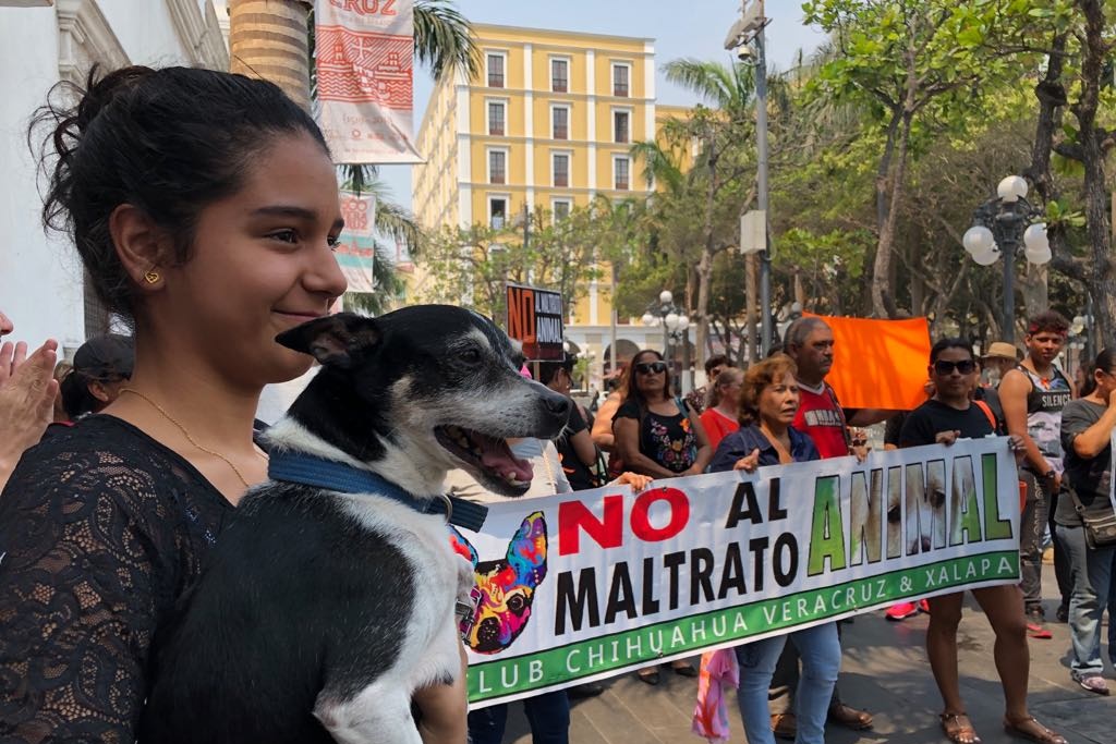 Imagen Piden justicia para “Viejito lindo”, el perro que mataron ahorcado en Veracruz 