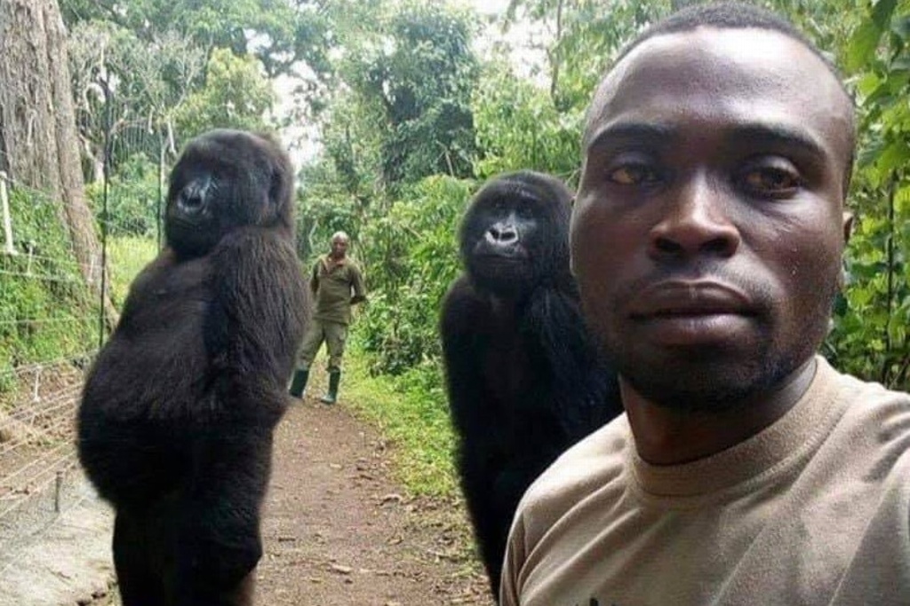 Imagen Se viralizan imágenes de guardabosques del Congo con gorilas (+fotos)