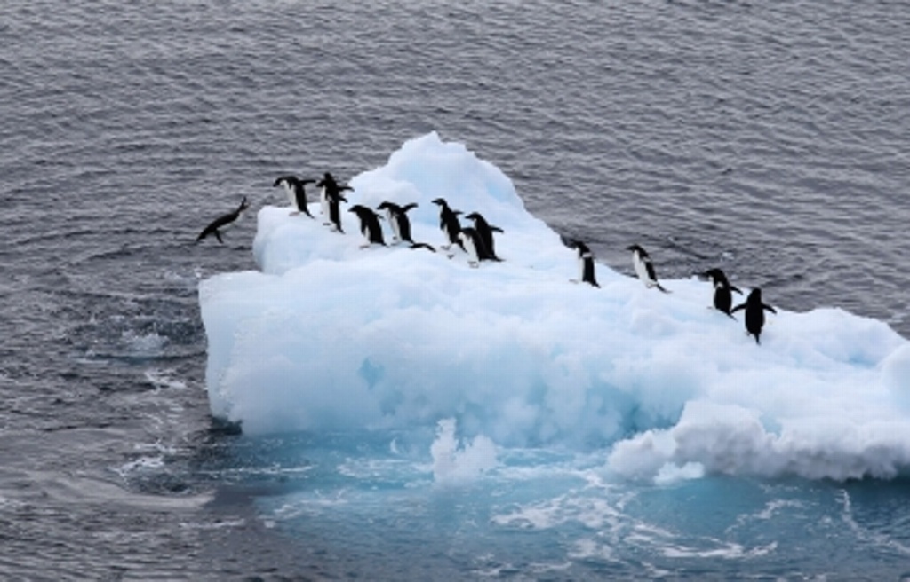 Imagen Cambios en hielo marino afectan reproducción de pingüinos emperador