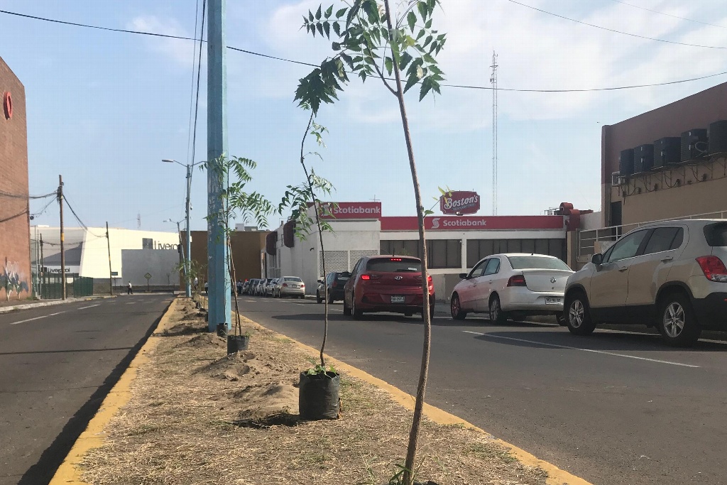 Imagen Celebran “Día del Árbol” en Boca del Río