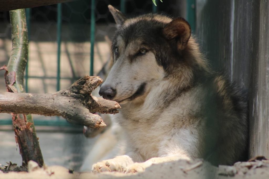 Imagen Rescatan dos lobos canadienses en Veracruz 