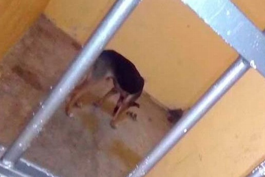 Imagen Encarcelan a perro por morder a una mujer