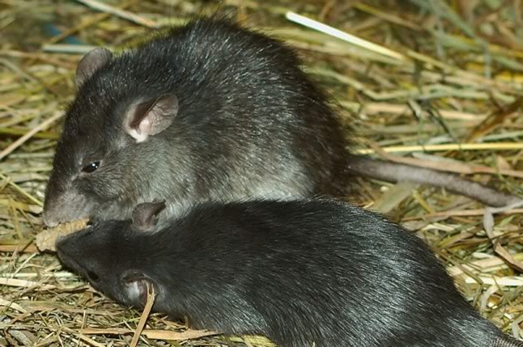 Imagen Revelan que las ratas pueden recordar quien las ayudó y regresar el favor