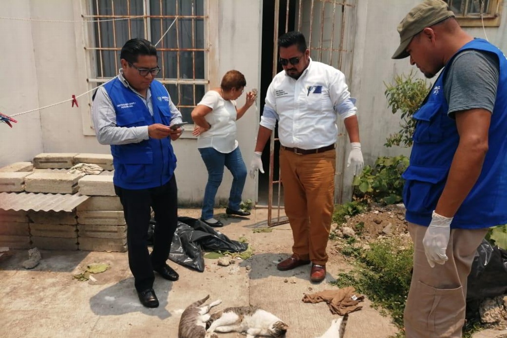 Imagen Detectan envenamiento masivo de perros y gatos en Veracruz