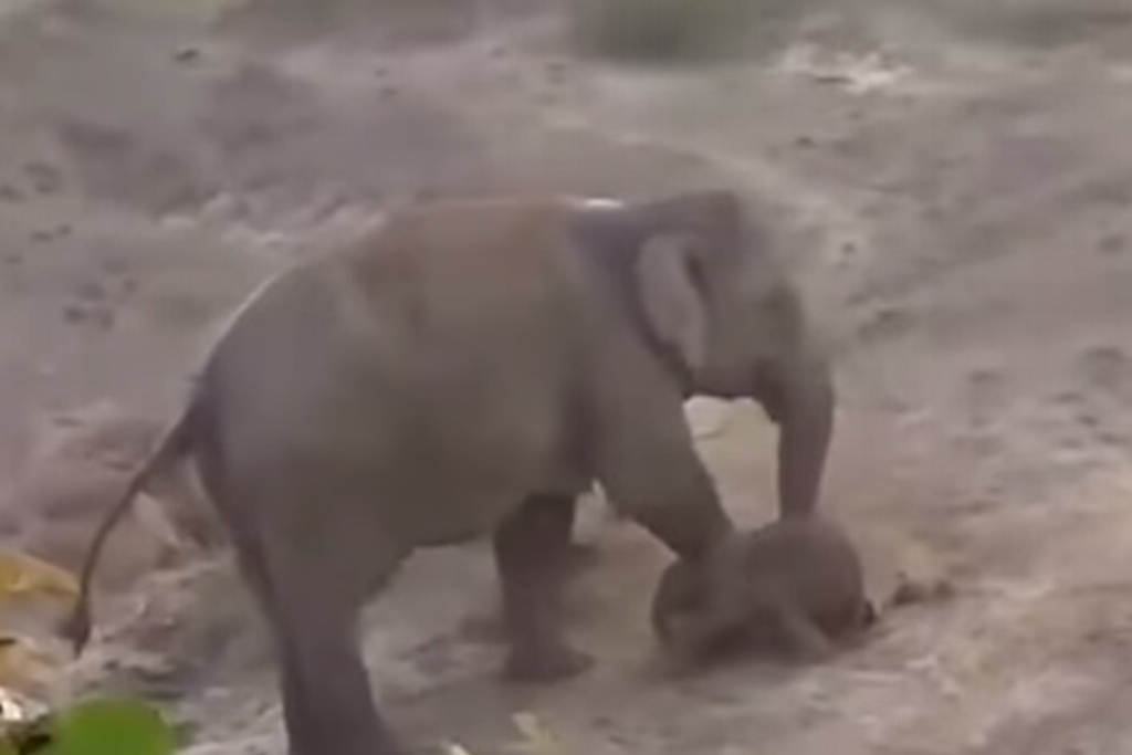 Imagen En India, mamá elefante mata a aldeano que la apedreó a ella y a su cría 