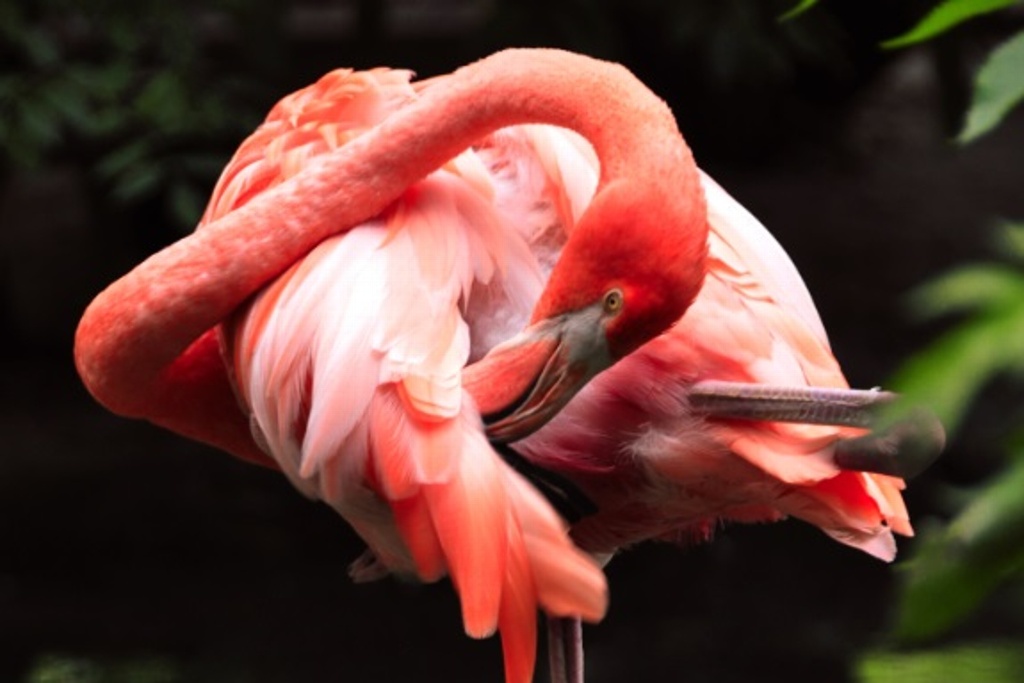 Imagen Lastima niño a un flamingo en el Zoológico; tuvieron que sacrificarlo