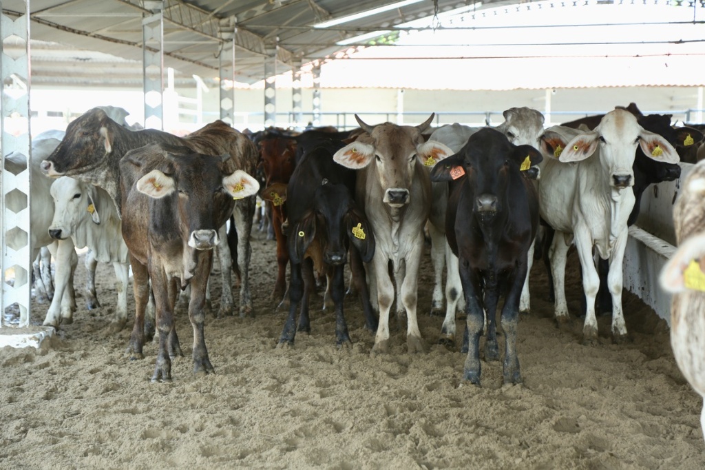 Imagen Entrega Sedarpa 481 vaquillas y 29 sementales al norte de Veracruz