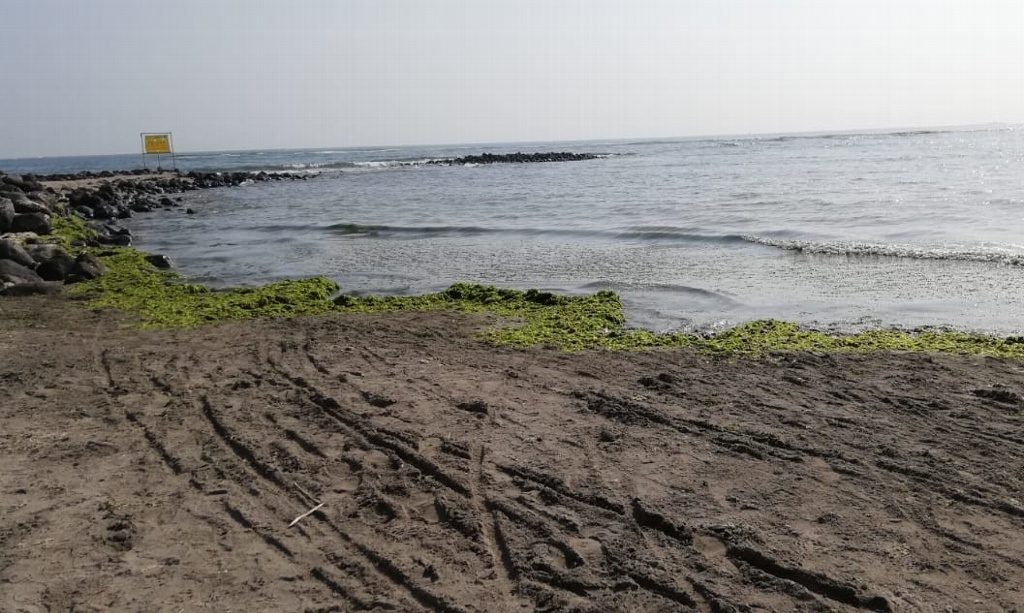 Imagen Llega sargazo a playa Martí en Veracruz