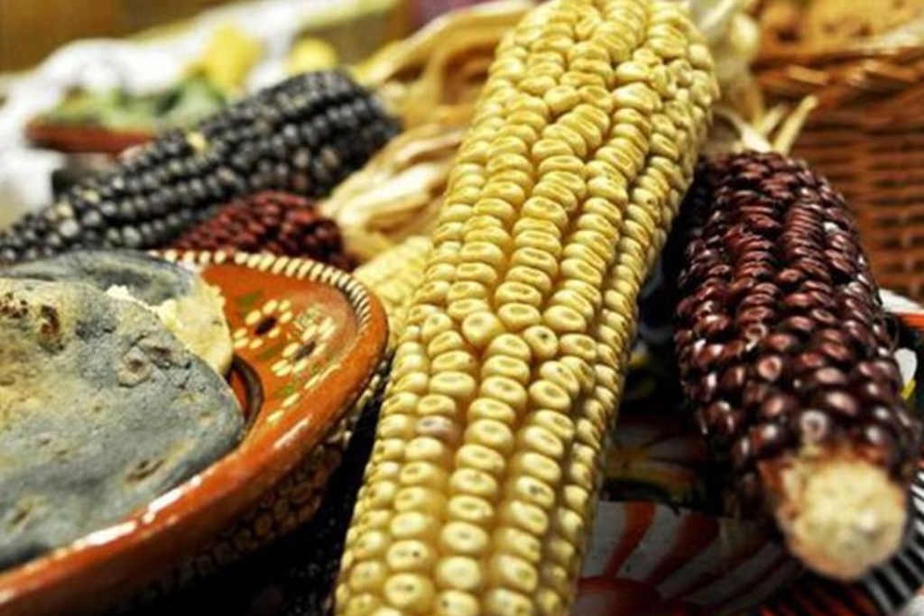 Imagen Crean nuevas variedades de maíz y de frijol en el Campo Experimental de Cotaxtla