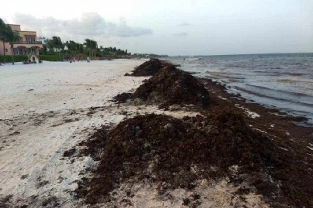 Imagen Empresarios, ambientalistas y científicos traen procesadora de sargazo