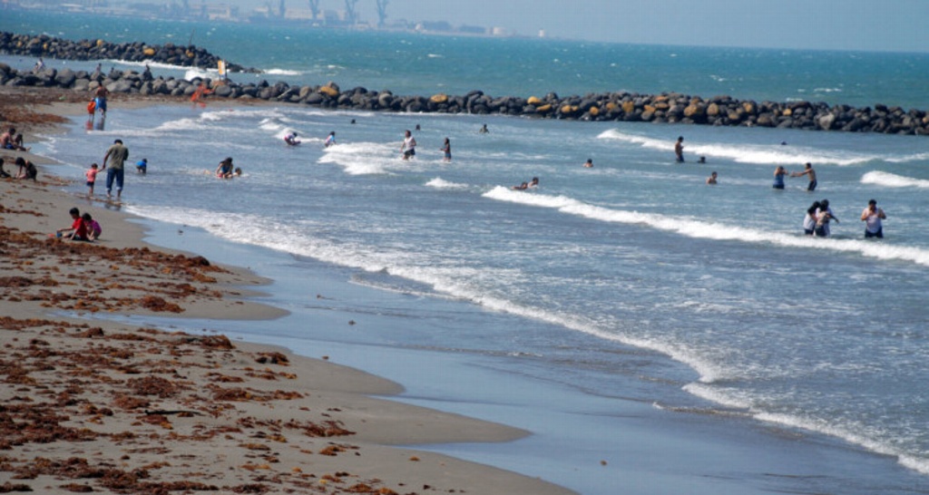 Imagen Estudio revela que 90% de peces que capturan en Veracruz tiene microplásticos en el estómago