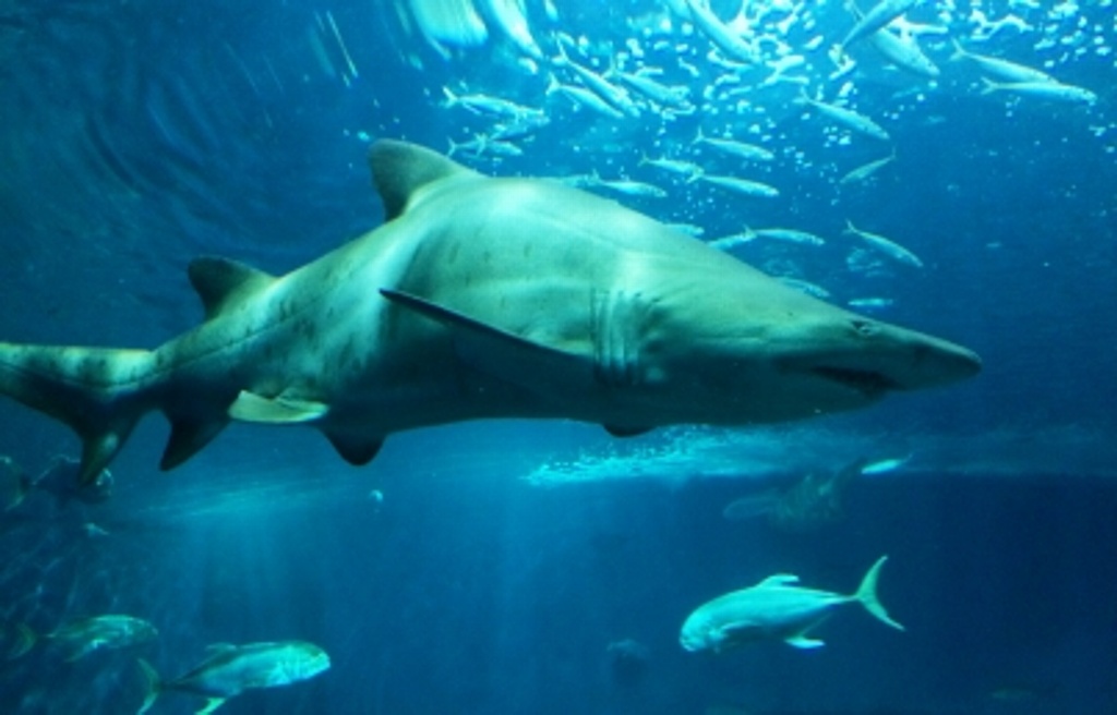 Imagen Analizan estrategias de aprovechamiento de tiburones mexicanos