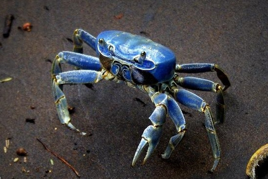 Imagen La veda que puso la Conapesca para el cangrejo azul está desfasada: Earth Mission