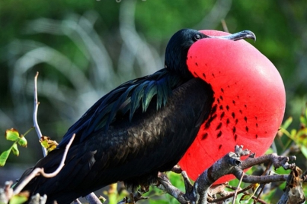 Imagen Rescatan ave fregata y la reintegran a su hábitat natural en Colima