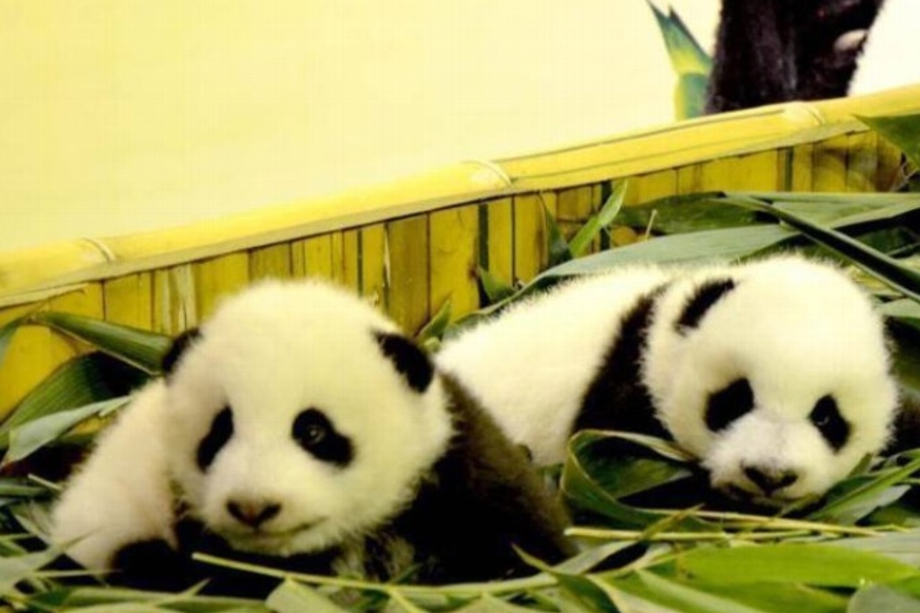 Imagen Nacimiento de pandas gemelos, una promesa para la supervivencia de la especie