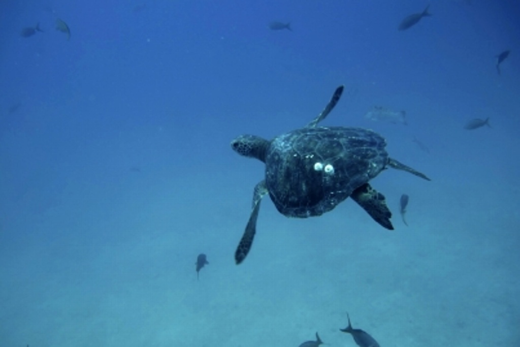Imagen Aseguran que actividad humana es el principal peligro para las tortugas marinas