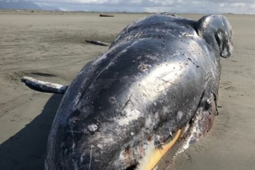 Imagen Ya no hay espacio para las ballenas muertas, en EU