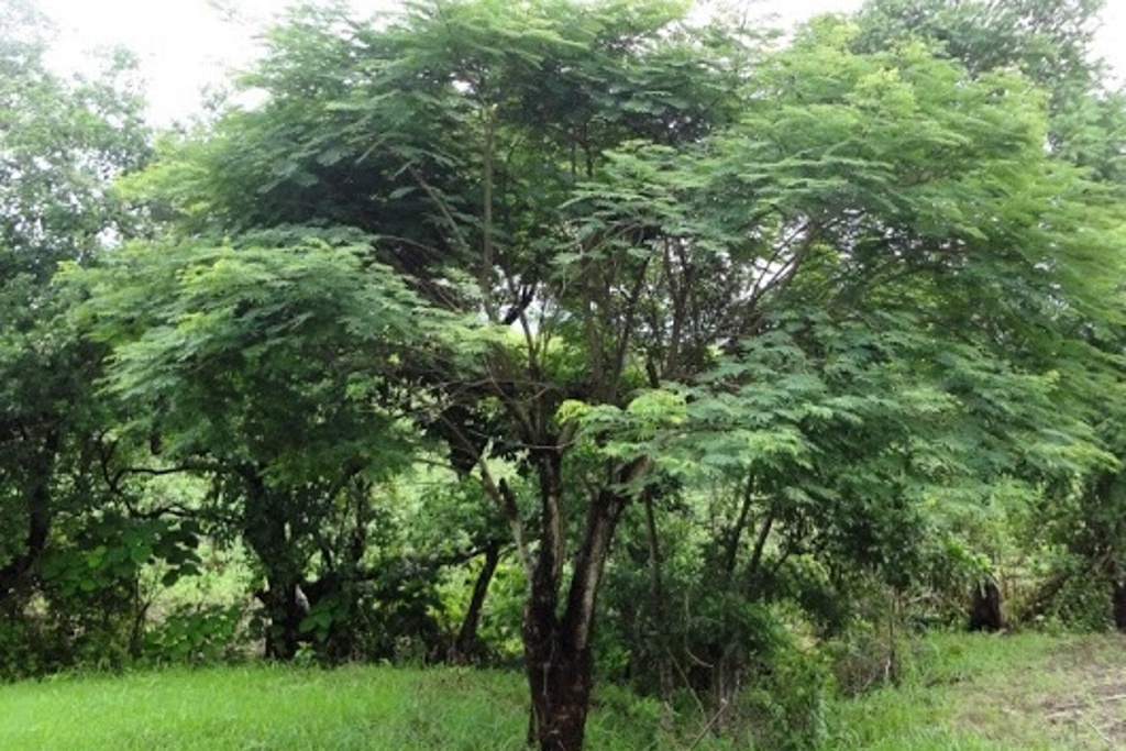 Imagen Checa que plantas y árboles generan refrescamiento y ambiente saludable en Veracruz