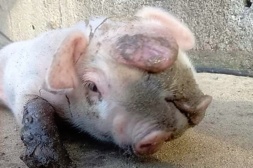 Imagen Nace cerdo con dos cabezas y muere a los pocos días en Tampico Alto, Veracruz 
