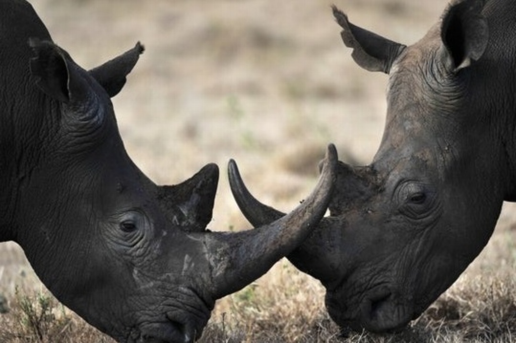 Imagen Llegan rinocerontes en peligro de extinción a parque nacional en Ruanda