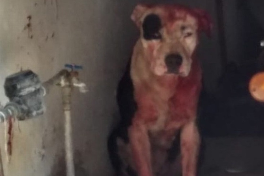 Imagen Ataca y mata perro Pitbull a bebé de un año de edad