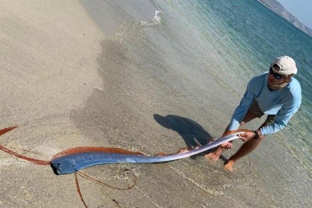 Imagen Aparece extraño pez remo en playa de México y joven lo rescata (+fotos)