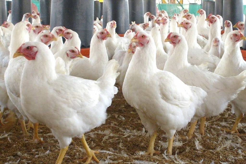 Imagen Hong Kong suspende compra de pollo de Guanajuato por brote de gripe aviar