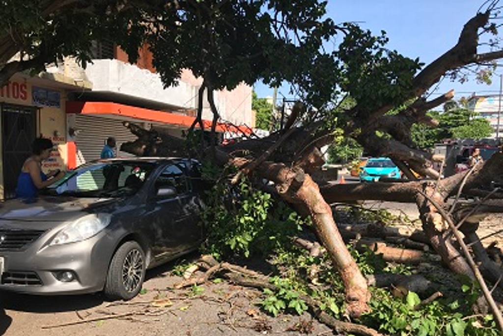 Imagen Cae árbol sobre dos vehículos en centro de Veracruz (+video)